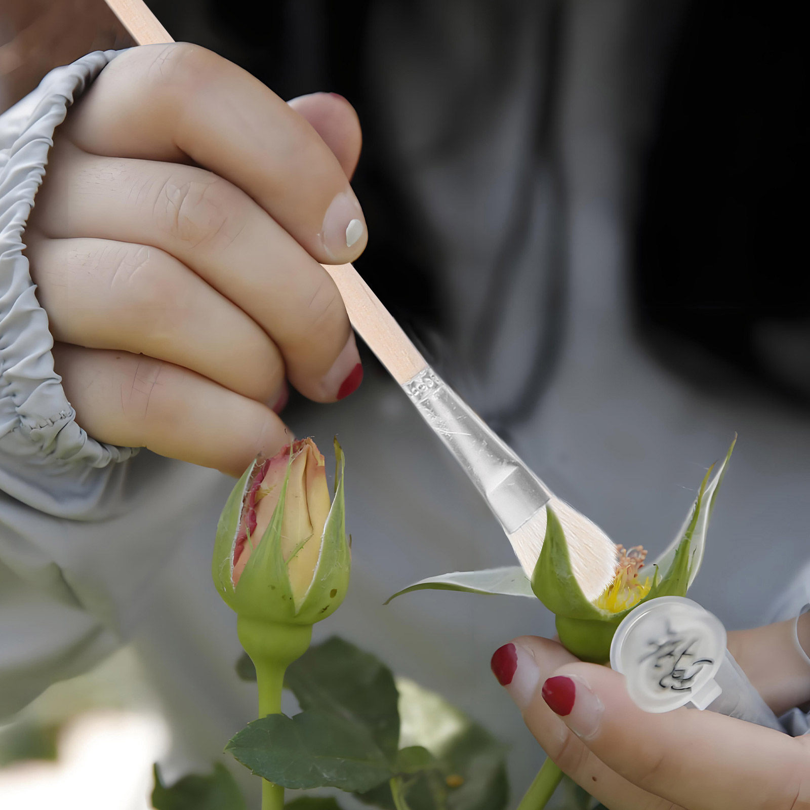 Gardening Tools Kit - ชุดแปรงเก็บฝุ่นละอองแบบใช้มือ 11 ชิ้น สำหรับสตรอว์เบอร์รี ลูกแพร์ ลูกพีช