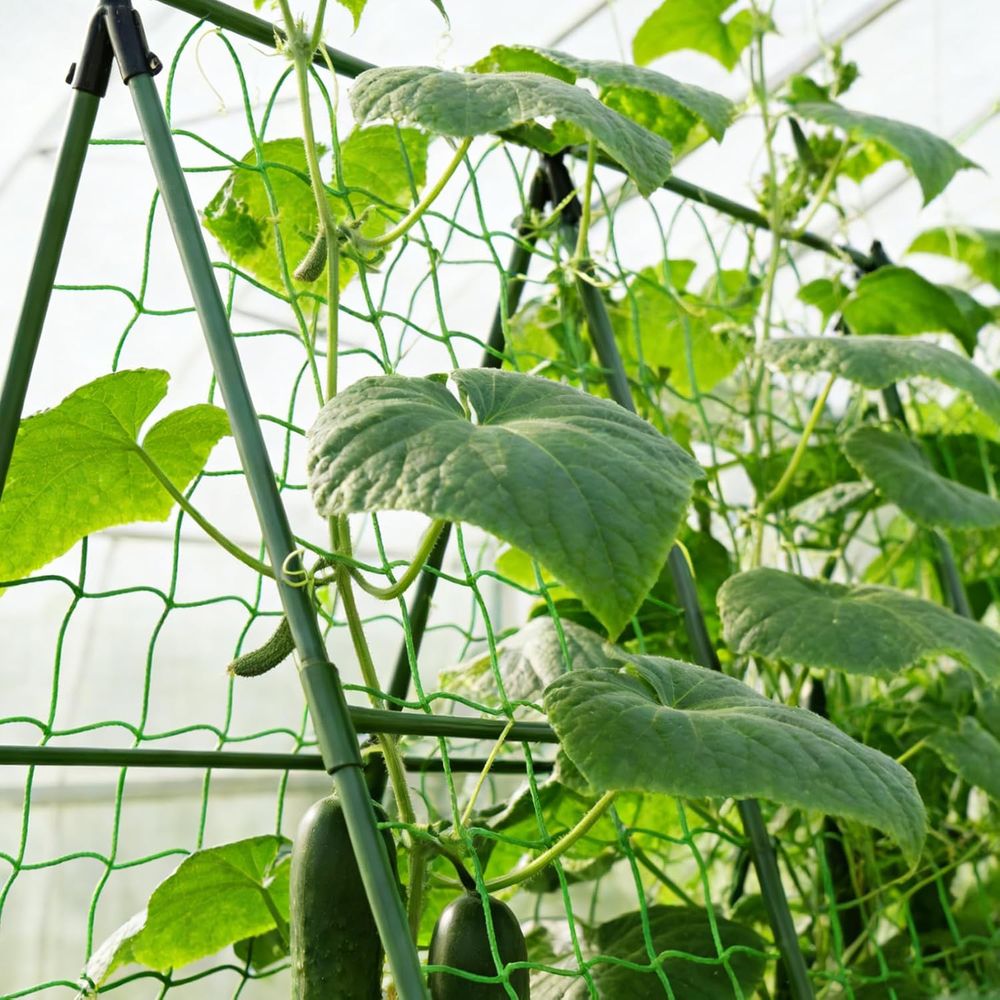 เสาค้ำต้นมะเขือเทศ 58 นิ้ว 50  - Plant Support Stake บทวิจารณ์และราคา