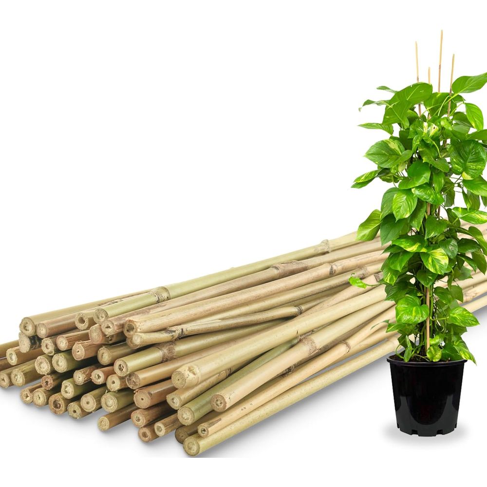 เสาค้ำต้นไม้จากไม้ไผ่ 50 ชิ้น  - Plant Support Stake บทวิจารณ์และราคา